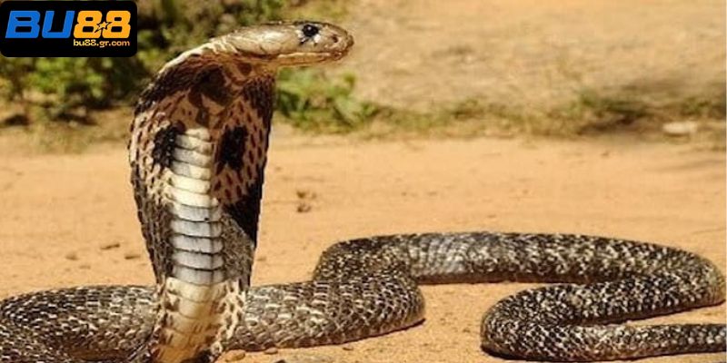 Nằm mơ thấy rắn và các con số may mắn giúp đổi đời nhanh chóng