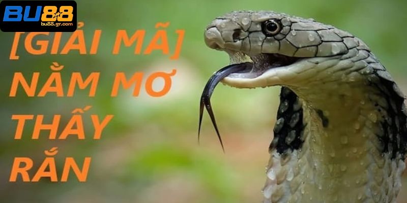 Thông tin thú vị xoay quanh giấc chiêm bao nằm mơ thấy rắn